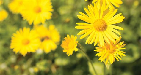 21 september yellow flowers|list of yellow flowers.